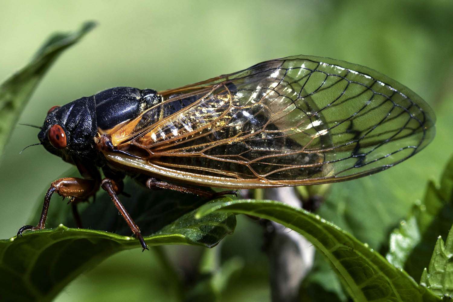 Cicadas in Chicago Will Be Contaminated with STD That Causes Genitals to Fall Off